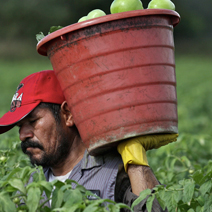 farm workers