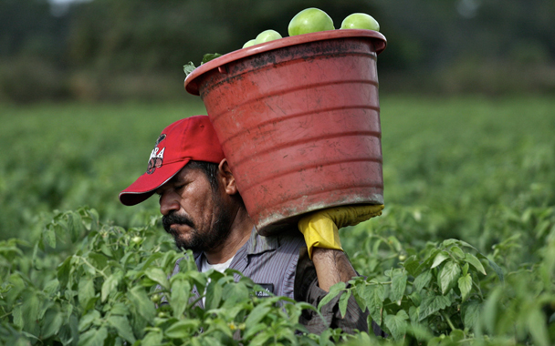 tomato growers