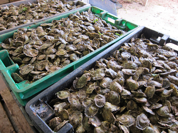 Colville Bay oysters