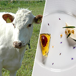 Sweden's Single-Cow Cheese