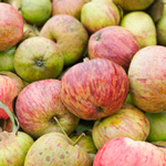 Pressing Your Own Cider