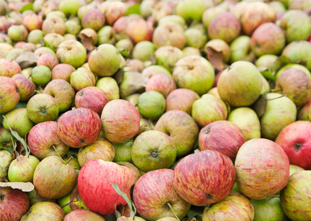 A Handy Guide to Pressing Your Own Cider