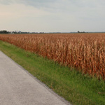 Dry Harvest