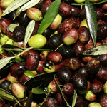 Olives of the Roman Countryside