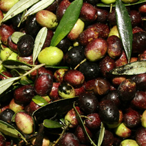 Olives of the Roman Countryside