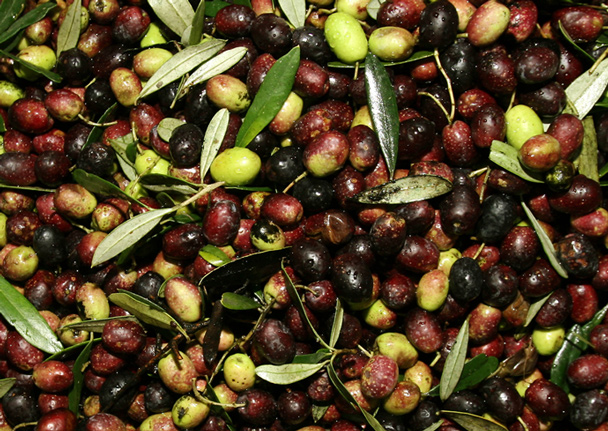 Olives of the Roman Countryside