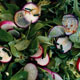 mâche, frisée, and radish salad with mustard vinaigrette