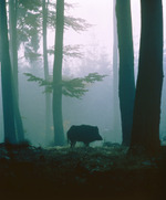 wild boar