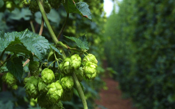 beer hops