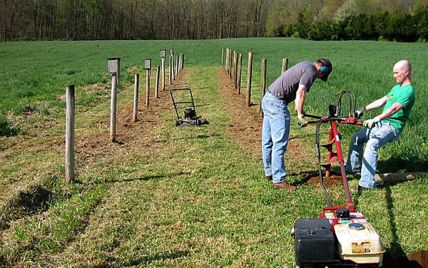 growing your own grapes