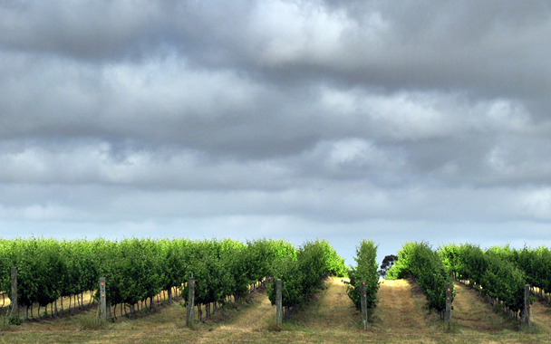 australian vineyards 